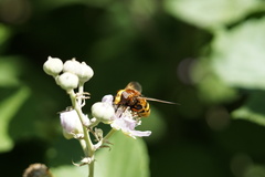 Volucella zonaria
