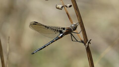 Helocordulia selysii