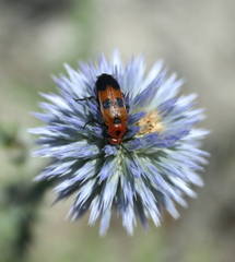 Nemognatha chrysomelina