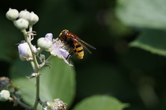 Volucella zonaria