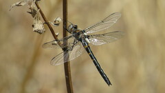 Helocordulia selysii