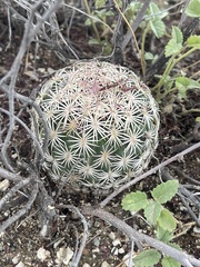 Echinomastus erectocentrus