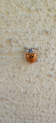 Harmonia axyridis