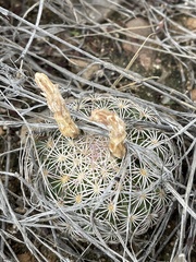 Echinomastus erectocentrus