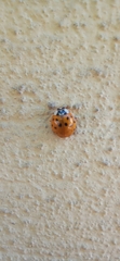 Harmonia axyridis