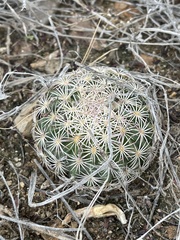 Echinomastus erectocentrus