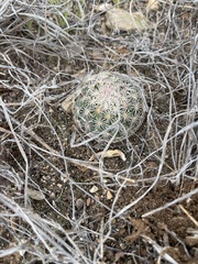 Echinomastus erectocentrus