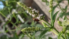 Deraeocoris ruber