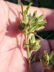 Psoralea uncinata