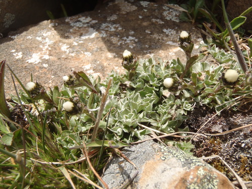 Antennaria monocephala ssp. angustata