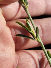Psoralea uncinata