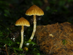 Cortinarius melimyxa