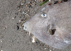 Stephanolepis cirrhifer