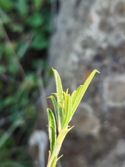 Psoralea uncinata