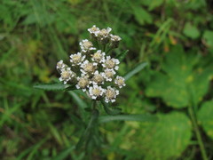 Achillea alpina