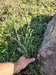 Psoralea uncinata