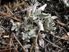 Antennaria rosea