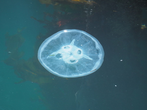 Greater Moon Jelly, photo 5 of 7