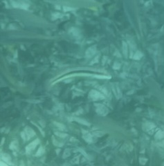 Halichoeres bivittatus