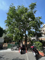 Ailanthus altissima