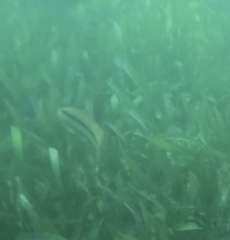 Halichoeres bivittatus