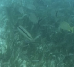 Halichoeres bivittatus