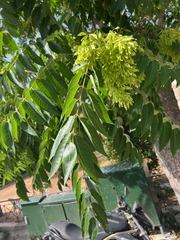 Ailanthus altissima