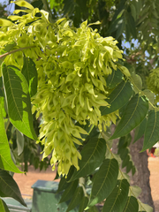 Ailanthus altissima