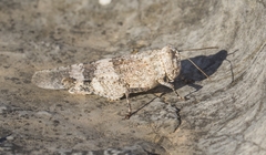 Oedipoda coerulea