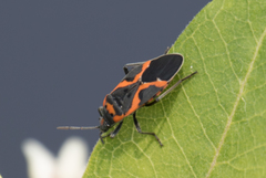 Lygaeus kalmii angustomarginatus