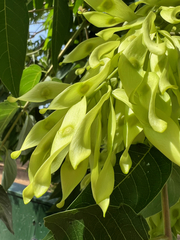 Ailanthus altissima