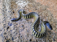 Hydrophis curtus