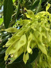 Ailanthus altissima