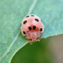 Henosepilachna indica