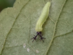 Apaturinae