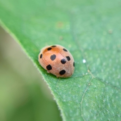 Henosepilachna indica