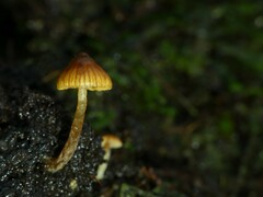 Cortinarius melimyxa