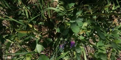 Lathyrus japonicus