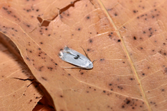 Pseudopostega auritella