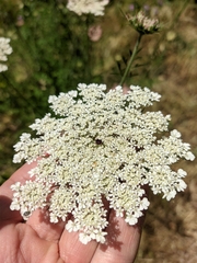 Daucus carota