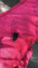 Osmoderma scabra