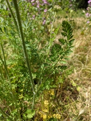 Daucus carota