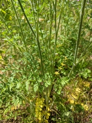 Daucus carota