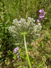 Daucus carota