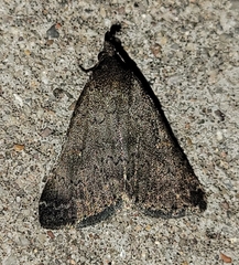 Hypenula cacuminalis