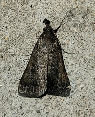 Hypenula cacuminalis