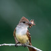 Brown-crested Flycatcher - Photo (c) Greg Lasley, some rights reserved (CC BY-NC), uploaded by Greg Lasley