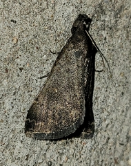 Hypenula cacuminalis