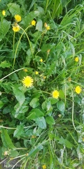 Taraxacum officinale