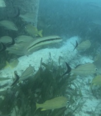 Halichoeres bivittatus